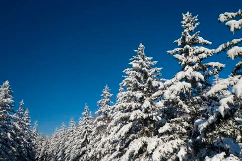 Winter Pine Forest with Snow covered branches Christmas Trees on Sunny day. Blue Stock Photos