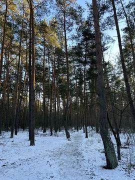 Winter Pine Forest with Snow Covered Path. Stock Photos