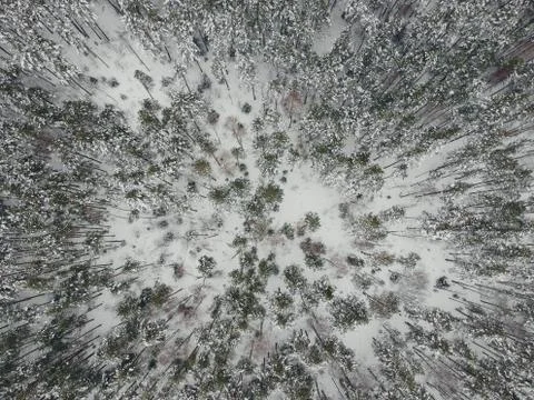 Winter pine forest in snow with a quadcopter Stock Photos