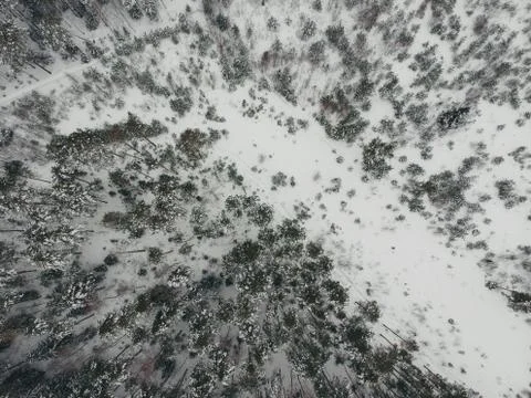 Winter pine forest in snow with a quadcopter Stock Photos