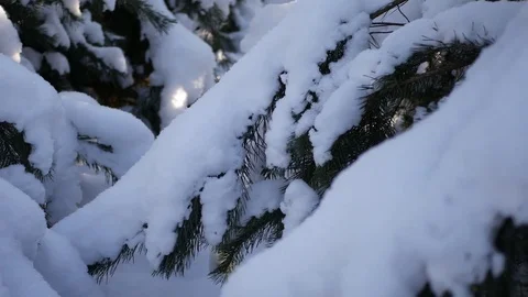 Winter pine forest, snowy branches Stock Footage 72317262