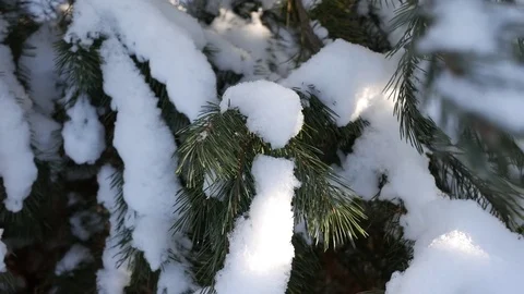 Winter pine forest, snowy branches Stock Footage 72317265