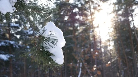 Winter pine forest, snowy branches Stock Footage 72317277