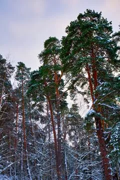 Winter pine forest. Tall pine trees covered with snow at sunset Stock Photos