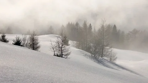 Winter Pine Forest in the thick fog Vidéo 112316553