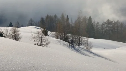 Winter Pine Forest in the thick fog Stockbeeldmateriaal 112316589