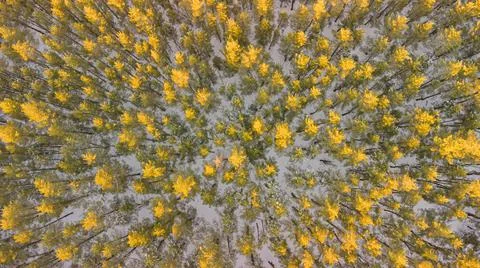 Winter pine forest top view from a quadcopter Stock Photos