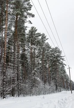 Winter pine forest with trunks as background. Stock Photos