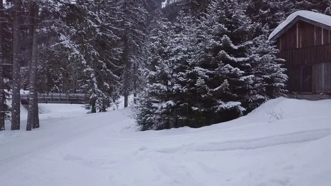 Winter Pine Forest Under Snow Aerial Stock Footage 104115745