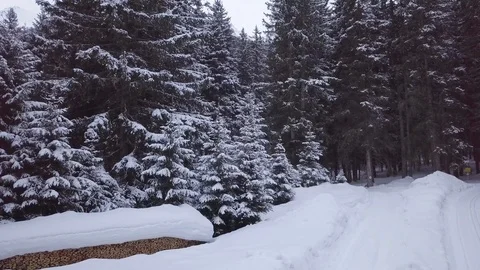 Winter Pine Forest Under Snow Stock Footage 104115935