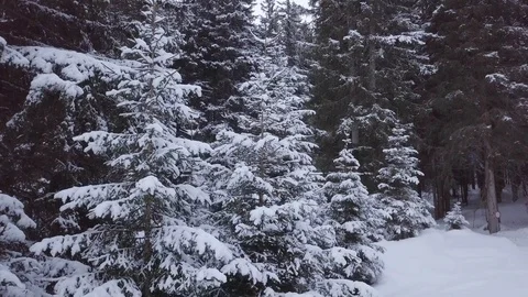 Winter Pine Forest Under Snow Stock Footage 104115986