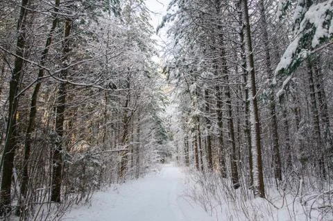 Winter pine forest under snow, beutiful snowy landscape Stock Photos