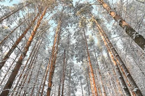 Winter pine forest under snow, beutiful snowy landscape Stock Photos