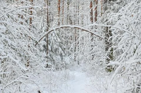 Winter pine forest under snow, beutiful snowy landscape Stock Photos
