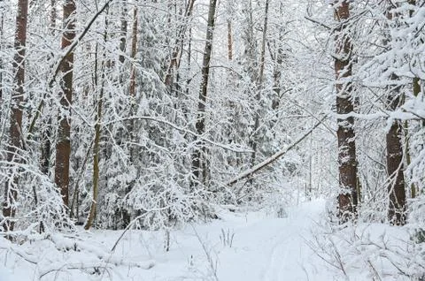 Winter pine forest under snow, beutiful snowy landscape Foto stock