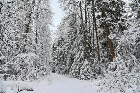 Winter pine forest under snow, beutiful snowy landscape Stock Photos