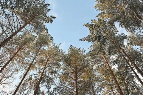 Winter pine forest under snow, beutiful snowy landscape Stock Photos