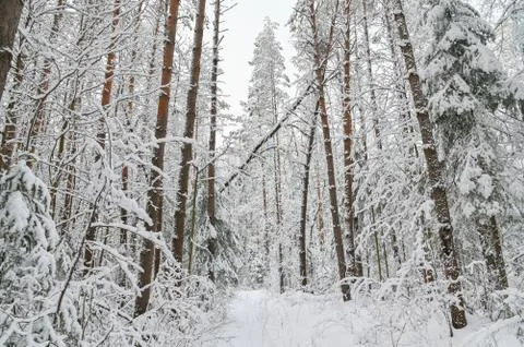 Winter pine forest under snow, beutiful snowy landscape Stock Photos
