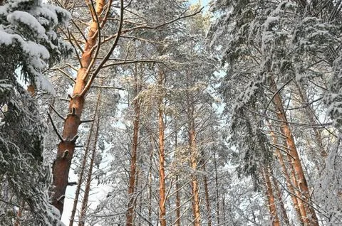 Winter pine forest under snow, beutiful snowy landscape Stock Photos
