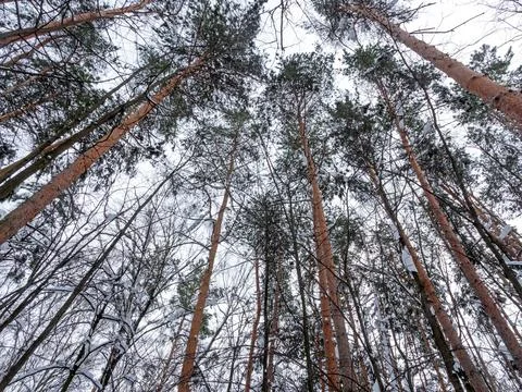 Winter pine forest view from below looking up at sky through snow-covered b.. Fotos de archivo