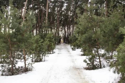 Winter in the pine forest. Winter and snowy forest way outside the town. A .. Stock Photos