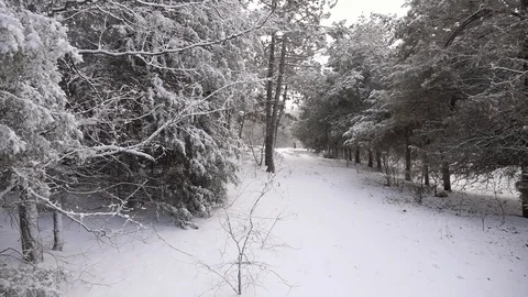 Winter Pine Forest. Winter background. Stock Footage 72166039