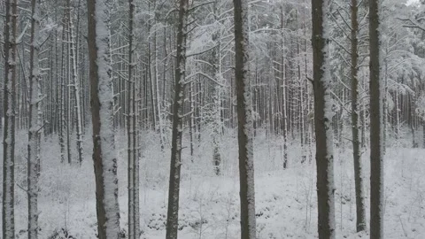 Winter pine forests and birch groves covered with snow Video stock 167664090