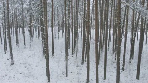 Winter pine forests and birch groves covered with snow 스톡 동영상 167664100
