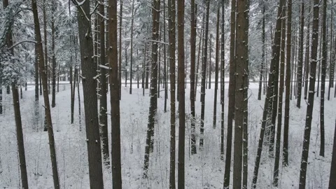 Winter pine forests and birch groves covered with snow Video stock 167664119