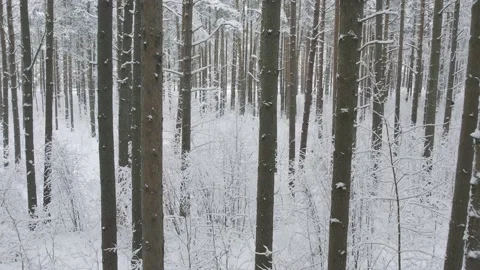 Winter pine forests and birch groves covered with snow 스톡 동영상 167664135