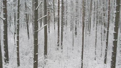 Winter pine forests and birch groves covered with snow Video stock 167664204