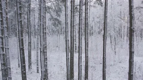 Winter pine forests and birch groves covered with snow Video stock 167664235