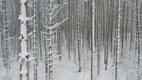 Winter pine forests and birch groves covered with snow Video stock 167664489