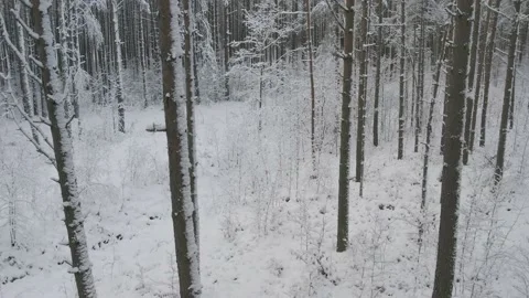 Winter pine forests and birch groves covered with snow Stock-Footage 167664573