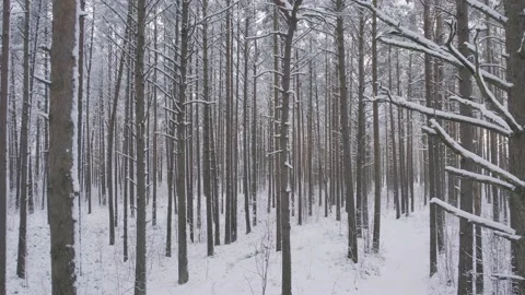 Winter pine forests and birch groves covered with snow Stock Footage 167664713