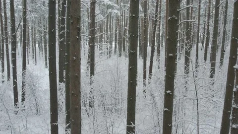 Winter pine forests and birch groves covered with snow Video stock 167905025