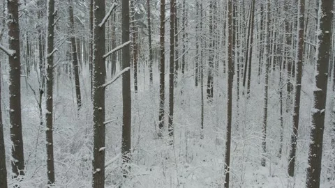Winter pine forests and birch groves covered with snow Stock-Footage 167905108