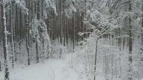 Winter pine forests and birch groves covered with snow Stock-Footage 167905136