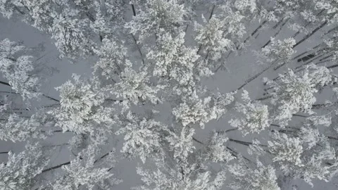 Winter pine forests and birch groves covered with snow Video stock 167905223