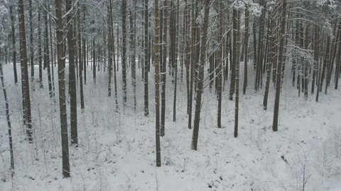 Winter pine forests and birch groves covered with snow Video stock 167905275