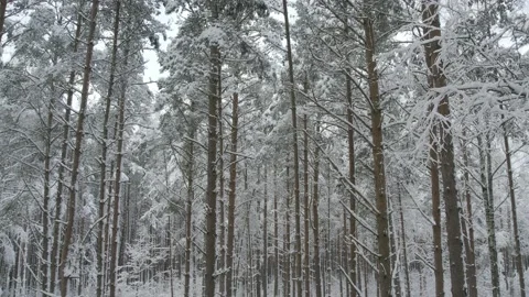Winter pine forests and birch groves covered with snow Video stock 167905305