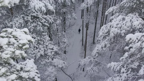 Winter pine forests and birch groves covered with snow 스톡 동영상 167905351