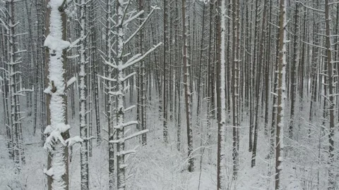 Winter pine forests and birch groves covered with snow Video stock 167905386