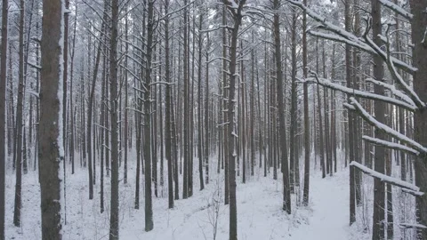 Winter pine forests and birch groves covered with snow Video stock 167905476
