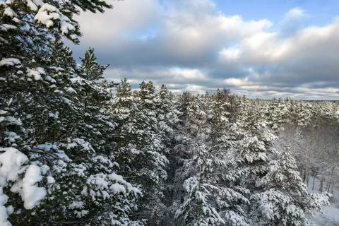 Winter pine forests and birch groves covered with snow Stock Photos