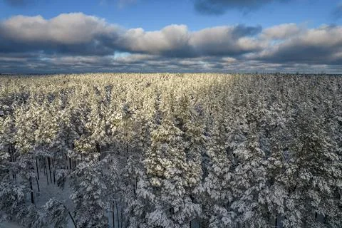 Winter pine forests and birch groves covered with snow Stock Photos