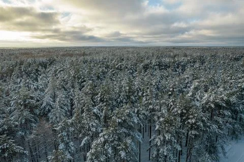 Winter pine forests and birch groves covered with snow Stock Photos