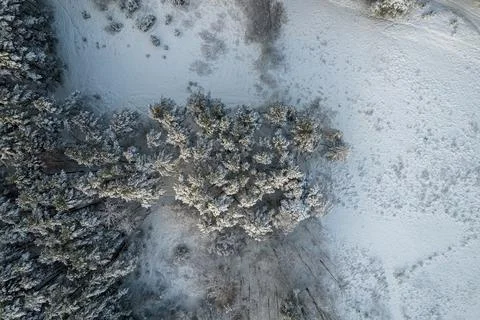 Winter pine forests and birch groves covered with snow Stock Photos