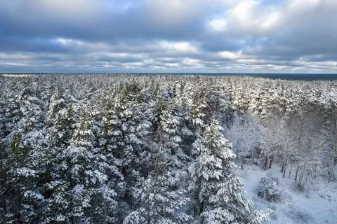 Winter pine forests and birch groves covered with snow Stock Photos