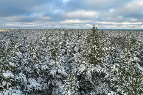 Winter pine forests and birch groves covered with snow Stock Photos